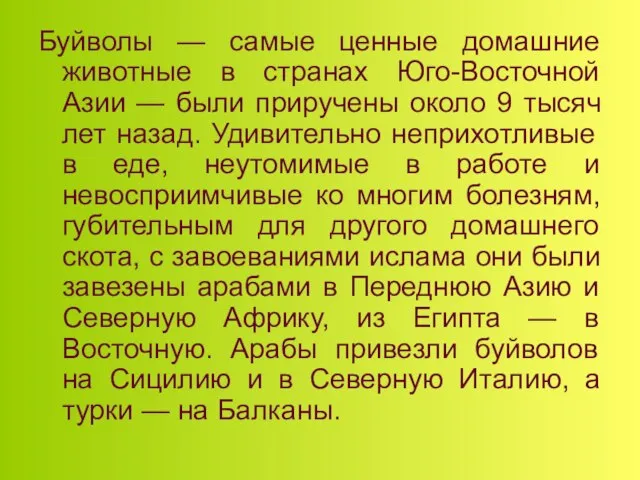 Буйволы — самые ценные домашние животные в странах Юго-Восточной Азии — были