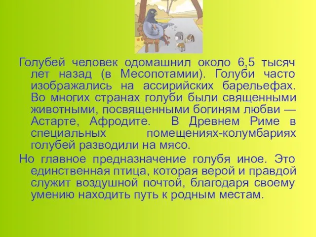 Голубей человек одомашнил около 6,5 тысяч лет назад (в Месопотамии). Голуби часто