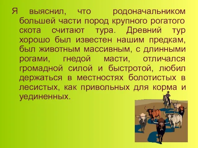 Я выяснил, что родоначальником большей части пород крупного рогатого скота считают тура.