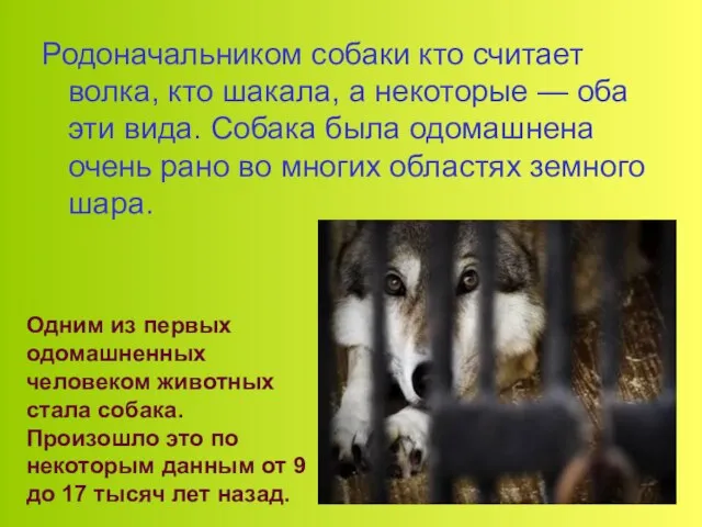 Родоначальником собаки кто считает волка, кто шакала, а некоторые — оба эти