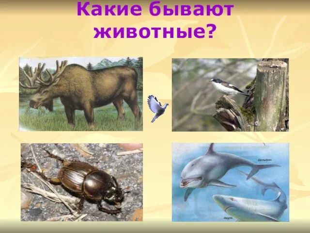 Какие бывают животные?