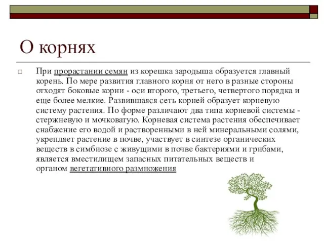 О корнях При прорастании семян из корешка зародыша образуется главный корень. По