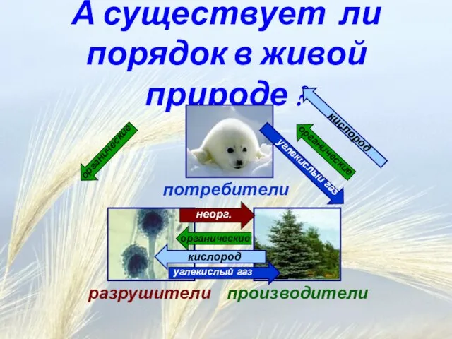 А существует ли порядок в живой природе ? производители потребители разрушители органические