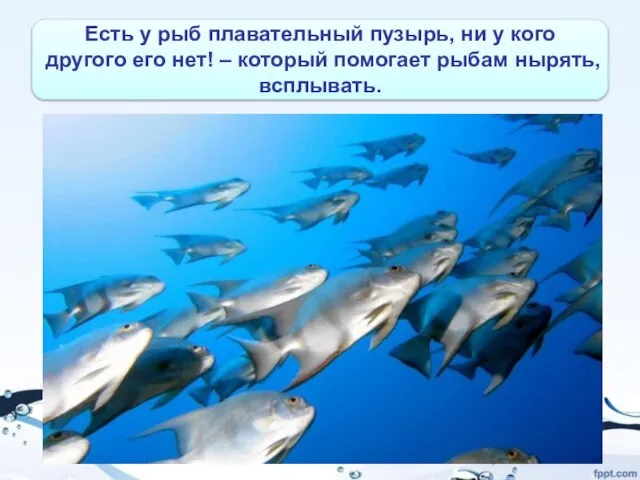 Есть у рыб плавательный пузырь, ни у кого другого его нет! –