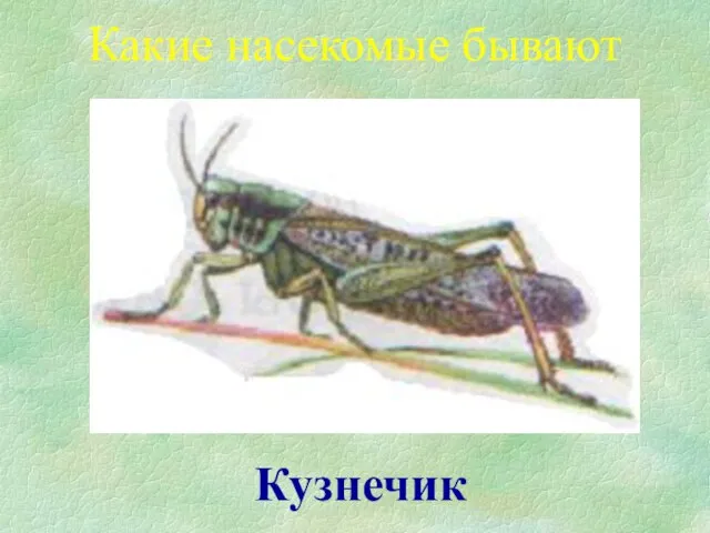 Кузнечик Какие насекомые бывают