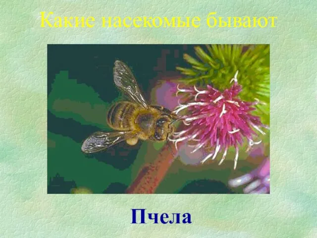 Пчела Какие насекомые бывают