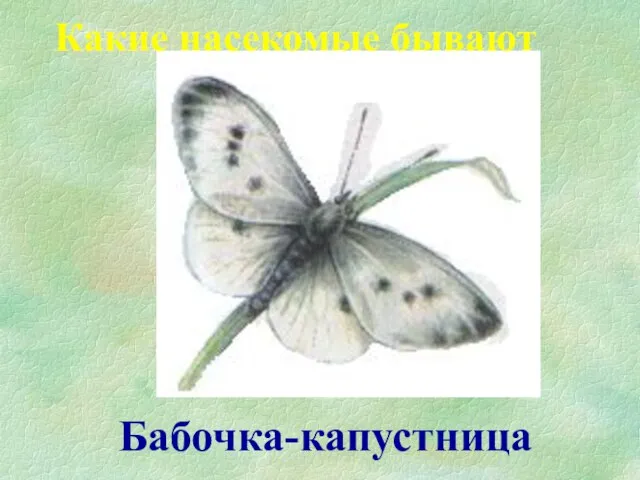 Бабочка-капустница Какие насекомые бывают