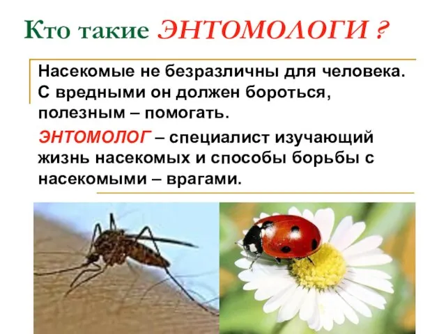 Кто такие ЭНТОМОЛОГИ ? Насекомые не безразличны для человека. С вредными он