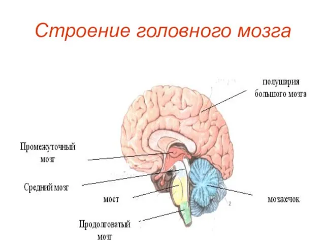 Строение головного мозга