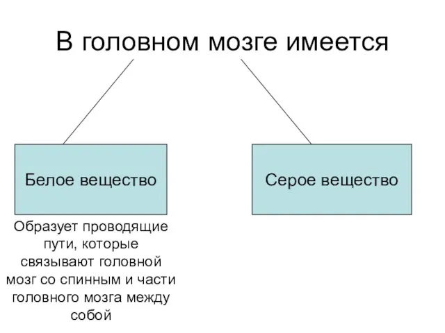 В головном мозге имеется Белое вещество Серое вещество Образует проводящие пути, которые