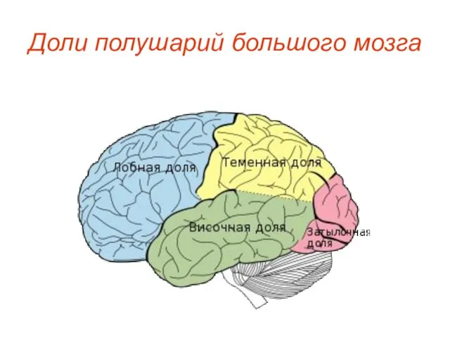 Доли полушарий большого мозга