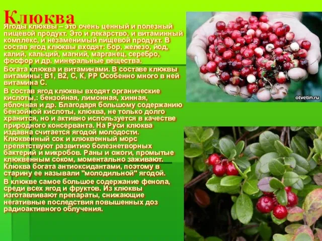 Клюква Ягоды клюквы – это очень ценный и полезный пищевой продукт. Это