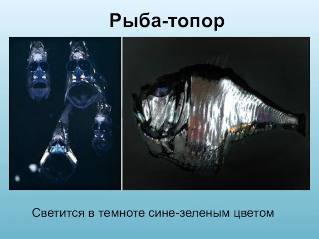 Рыба-топор Светится в темноте сине-зеленым цветом