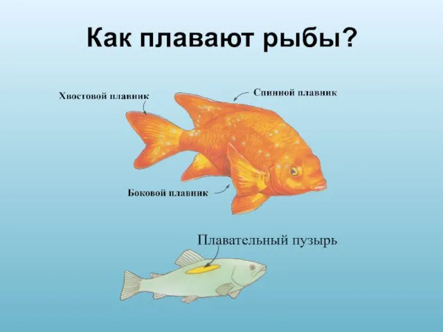 Как плавают рыбы?