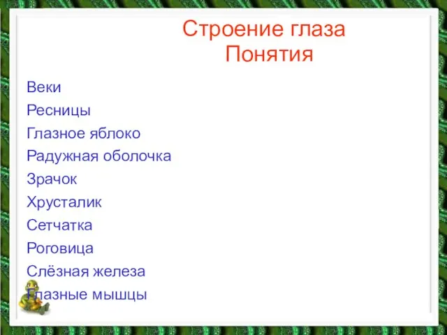 Строение глаза Понятия Веки Ресницы Глазное яблоко Радужная оболочка Зрачок Хрусталик Сетчатка