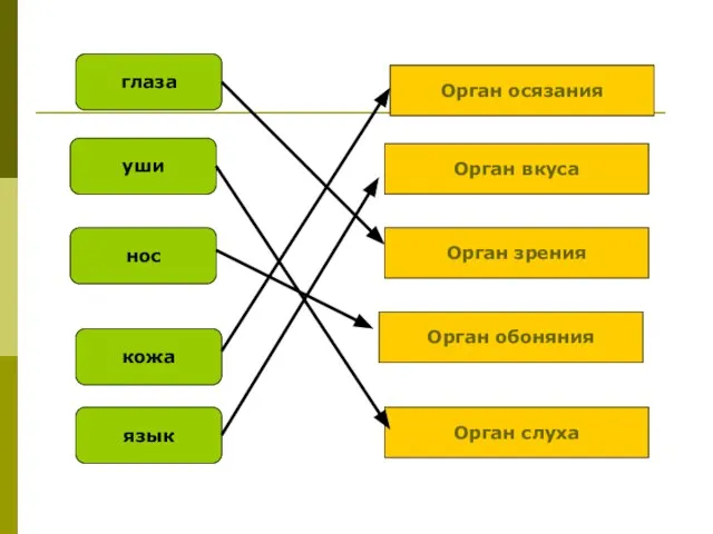 язык кожа нос уши глаза Орган осязания Орган вкуса Орган зрения Орган обоняния Орган слуха