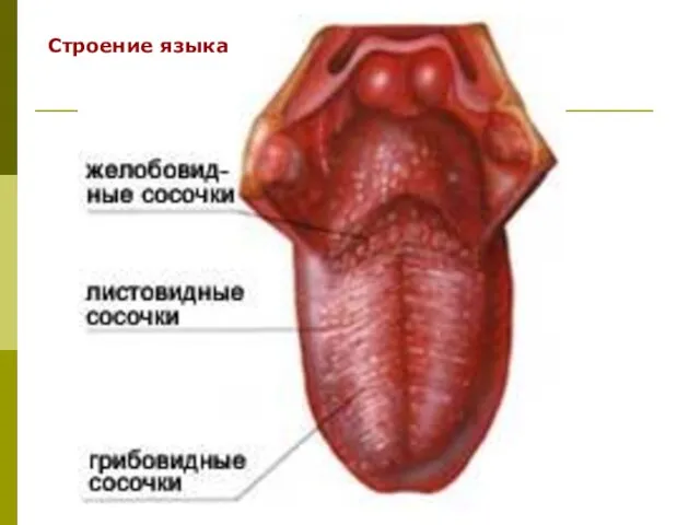 Строение языка