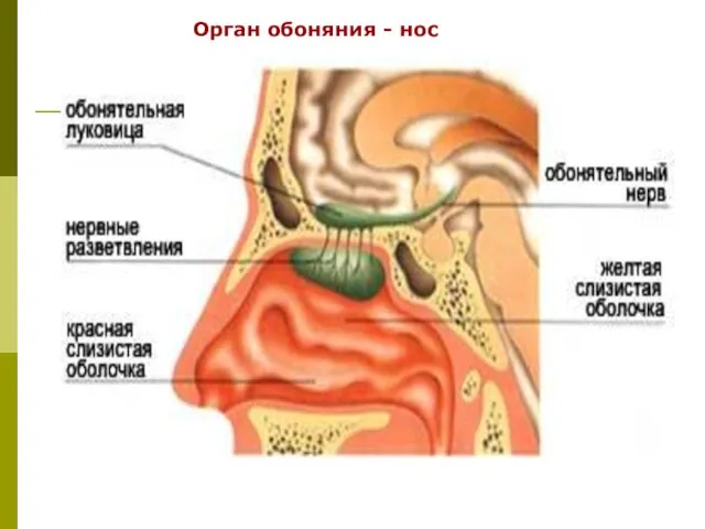 Орган обоняния - нос