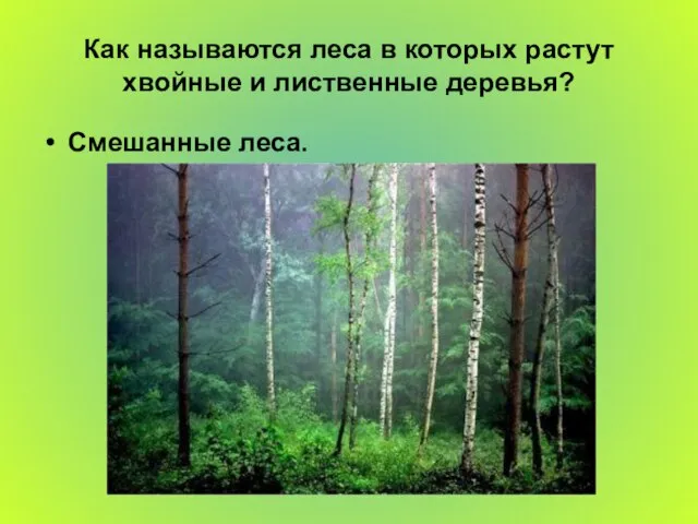 Как называются леса в которых растут хвойные и лиственные деревья? Смешанные леса.