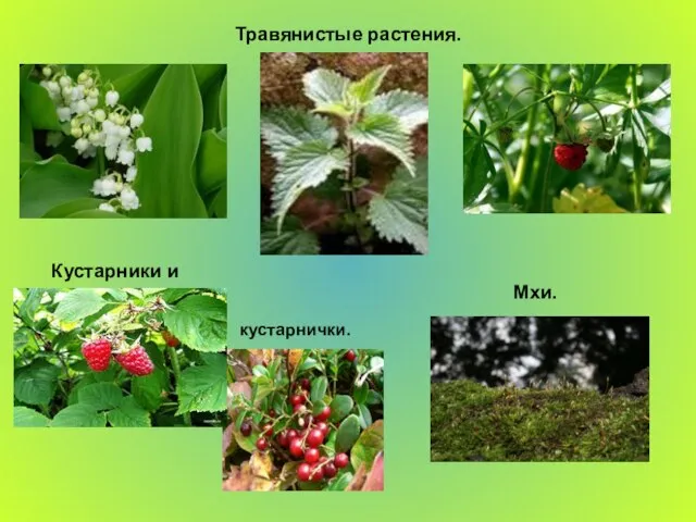 Травянистые растения. Кустарники и Мхи. кустарнички.