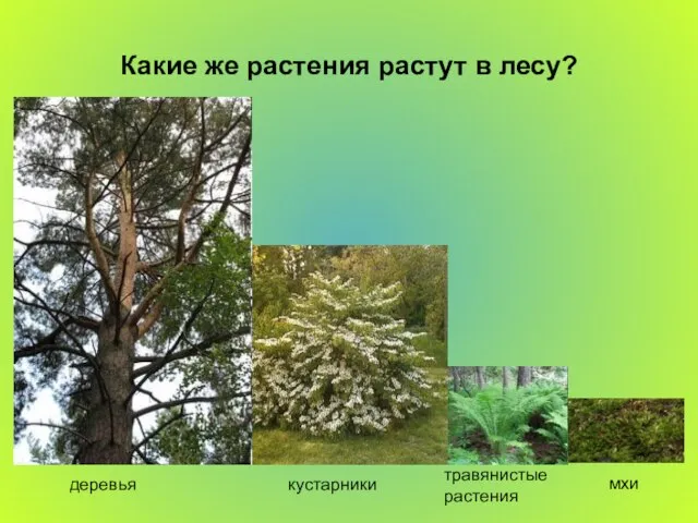 Какие же растения растут в лесу? деревья кустарники травянистые растения мхи