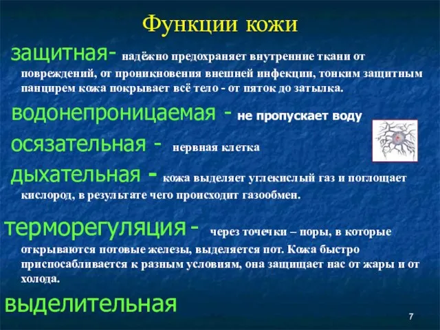 Функции кожи защитная- надёжно предохраняет внутренние ткани от повреждений, от проникновения внешней