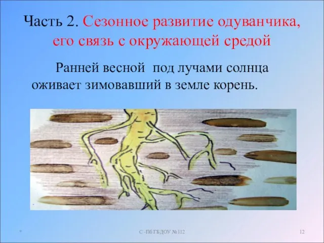 Часть 2. Сезонное развитие одуванчика, его связь с окружающей средой Ранней весной