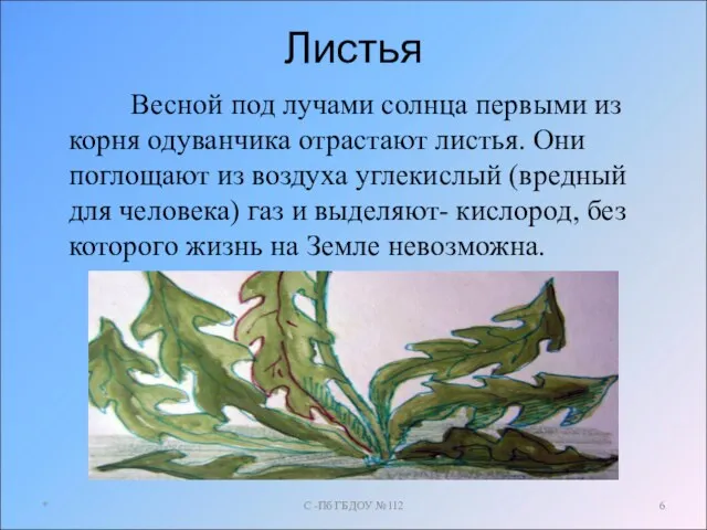 Листья Весной под лучами солнца первыми из корня одуванчика отрастают листья. Они