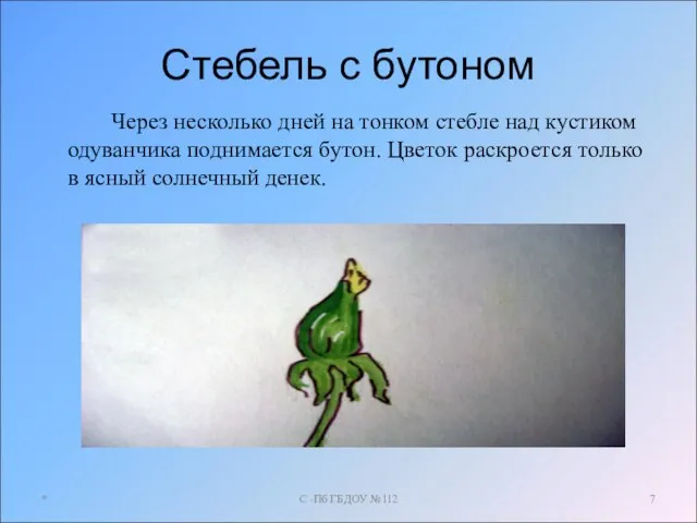 Стебель с бутоном Через несколько дней на тонком стебле над кустиком одуванчика