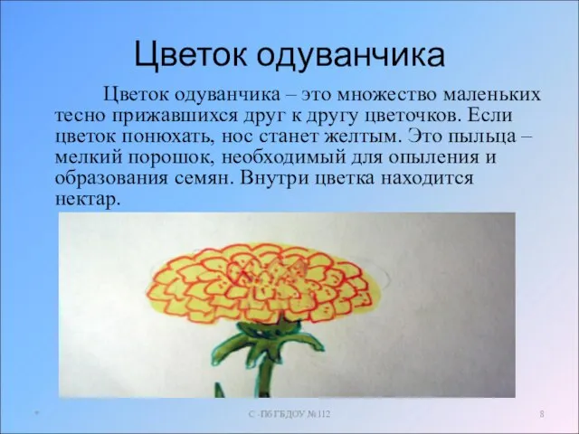 Цветок одуванчика Цветок одуванчика – это множество маленьких тесно прижавшихся друг к