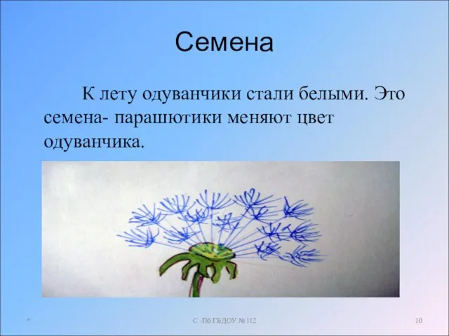 Семена К лету одуванчики стали белыми. Это семена- парашютики меняют цвет одуванчика.