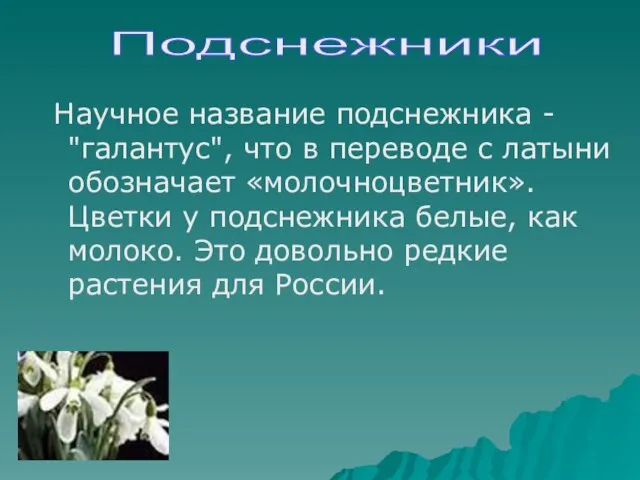 Научное название подснежника - "галантус", что в переводе с латыни обозначает «молочноцветник».