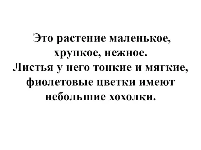 Это растение маленькое, хрупкое, нежное. Листья у него тонкие и мягкие, фиолетовые цветки имеют небольшие хохолки.