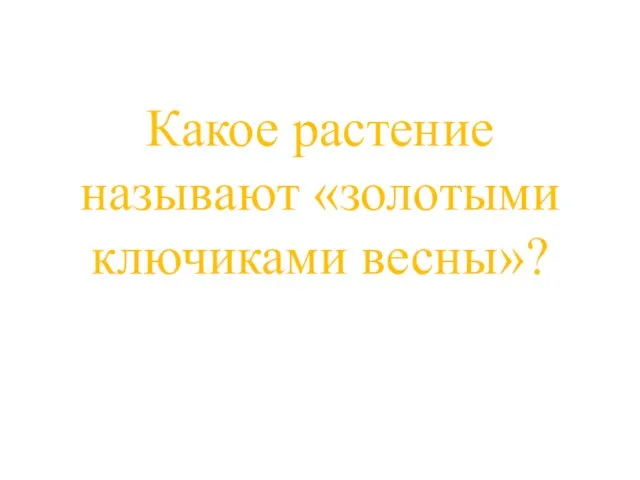 Какое растение называют «золотыми ключиками весны»?