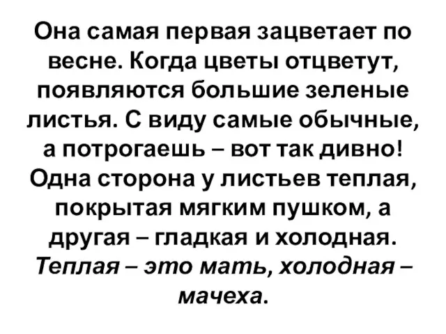 Она самая первая зацветает по весне. Когда цветы отцветут, появляются большие зеленые