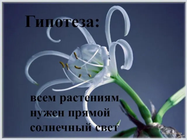 Гипотеза: всем растениям нужен прямой солнечный свет