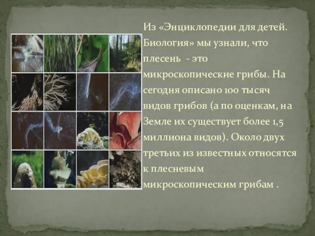 Из «Энциклопедии для детей. Биология» мы узнали, что плесень - это микроскопические