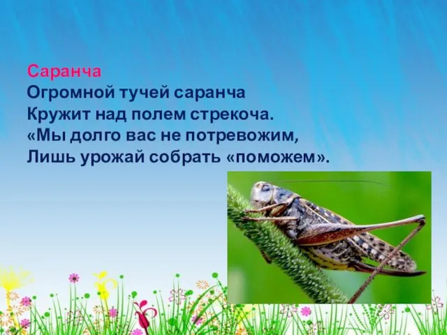 Саранча Огромной тучей саранча Кружит над полем стрекоча. «Мы долго вас не