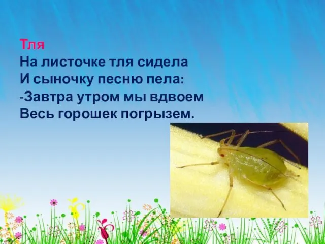 Тля На листочке тля сидела И сыночку песню пела: -Завтра утром мы вдвоем Весь горошек погрызем.