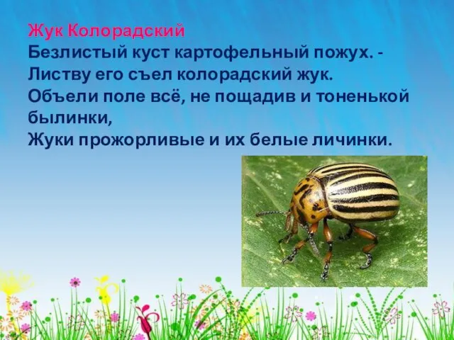 Жук Колорадский Безлистый куст картофельный пожух. - Листву его съел колорадский жук.