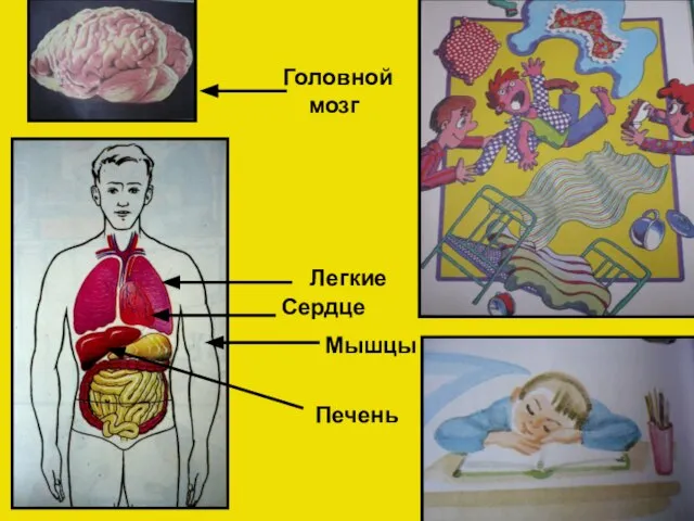 Головной мозг Мышцы Легкие Печень Сердце