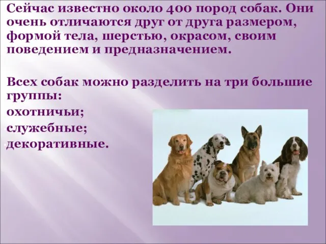 Сейчас известно около 400 пород собак. Они очень отличаются друг от друга