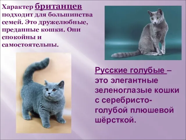 Русские голубые – это элегантные зеленоглазые кошки с серебристо-голубой плюшевой шёрсткой. Характер