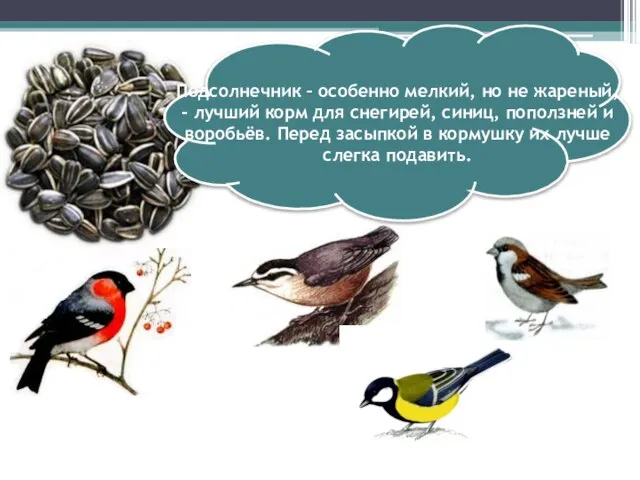 Подсолнечник – особенно мелкий, но не жареный, - лучший корм для снегирей,