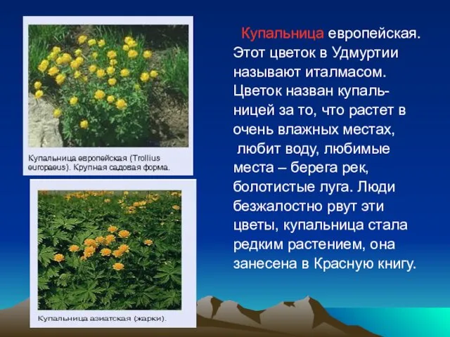 Купальница европейская. Этот цветок в Удмуртии называют италмасом. Цветок назван купаль- ницей