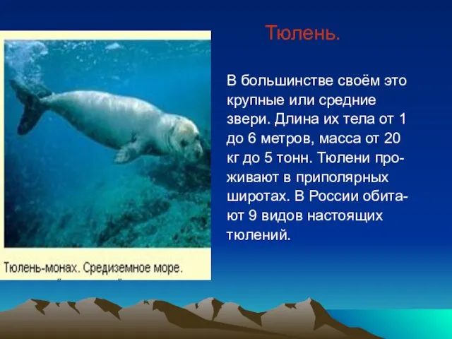 Тюлень. В большинстве своём это крупные или средние звери. Длина их тела