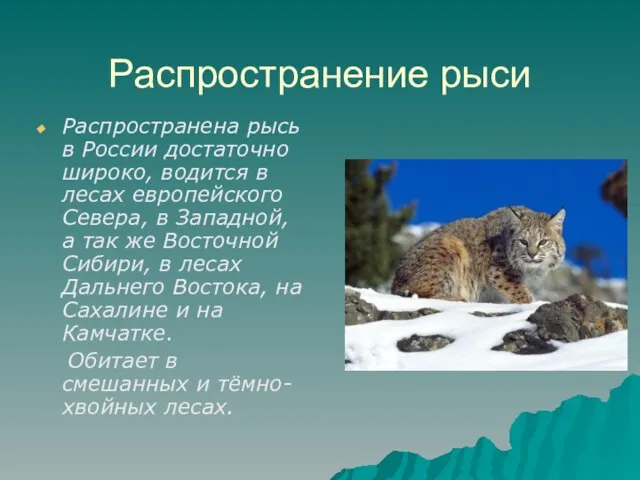 Распространение рыси Распространена рысь в России достаточно широко, водится в лесах европейского