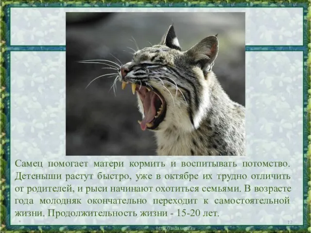 Самец помогает матери кормить и воспитывать потомство. Детеныши растут быстро, уже в