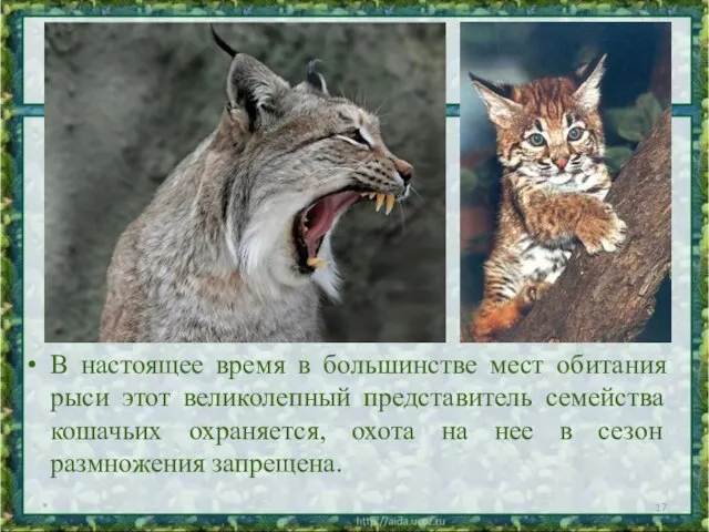 В настоящее время в большинстве мест обитания рыси этот великолепный представитель семейства