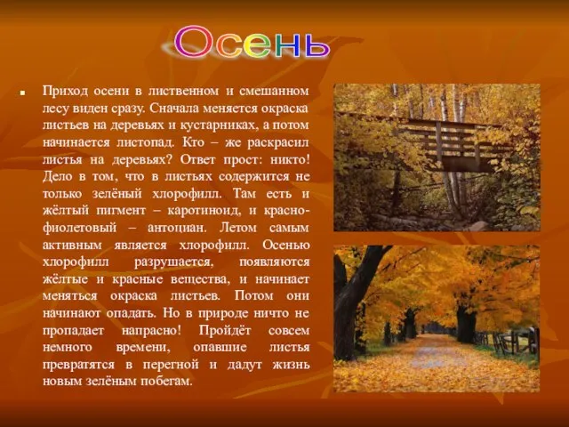 Приход осени в лиственном и смешанном лесу виден сразу. Сначала меняется окраска